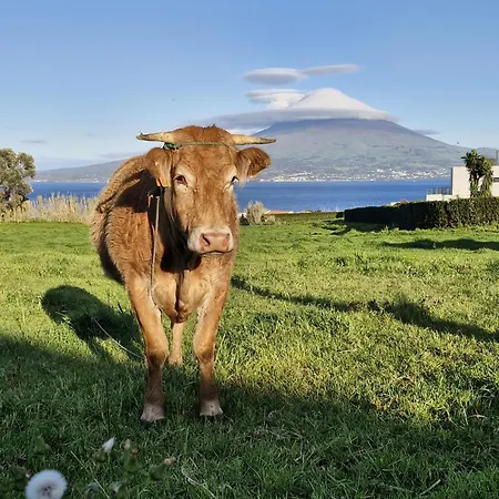 Alma Atlantica, T1 Almoxarife Vista Pico Praia do Almoxarife