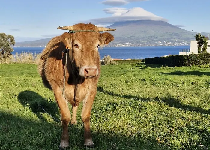 Alma Atlantica, T1 Almoxarife Vista Pico Praia do Almoxarife